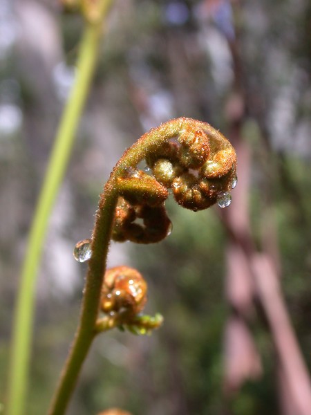 Fern